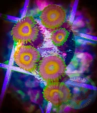 SAF~ “WYSIWYG” Eagle Eye Zoanthid Coral Frag, Palythoa, Paly, Zoa