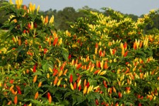 TABASCO, HOT CHILLI PEPPER 25 semi peperoncino SPEDIZIONE GRATIS + OMAGGIO