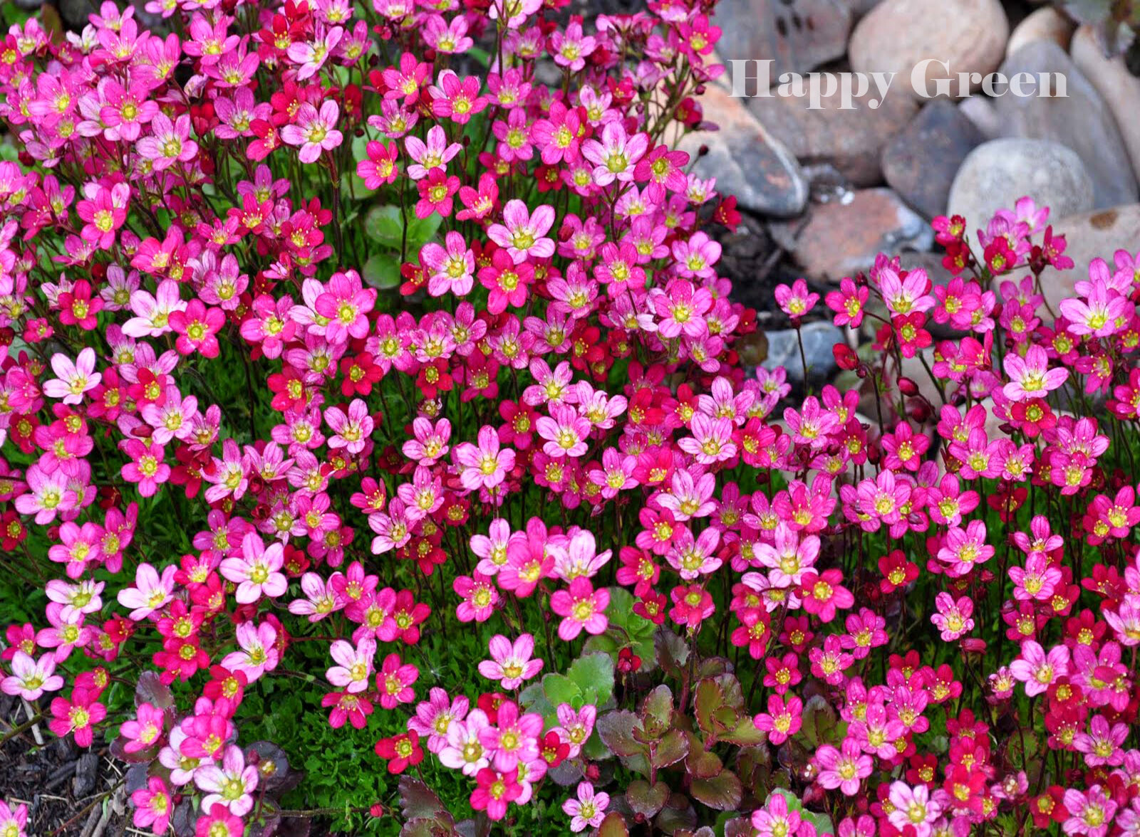 SAXIFRAGE ROSE ROBE Saxifraga arendsii 1000 SEEDS Rockery