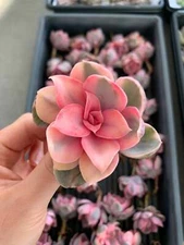 Echeveria Rainbow - April Farm/Rare Succulents