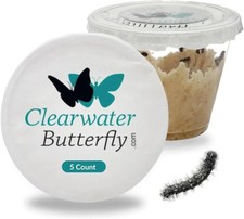 Clearwater Butterfly Live Painted Lady Butterflies - 5 Live Caterpillars - Live