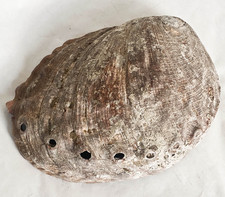Large Gray Haliotis Rufescens Vintage Abalone Shell Collectible Seashell 9 in