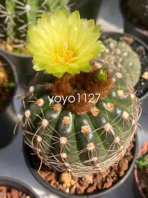 Notocactus uebelmannianus yellow flowwercactus Cacti Succulent plant