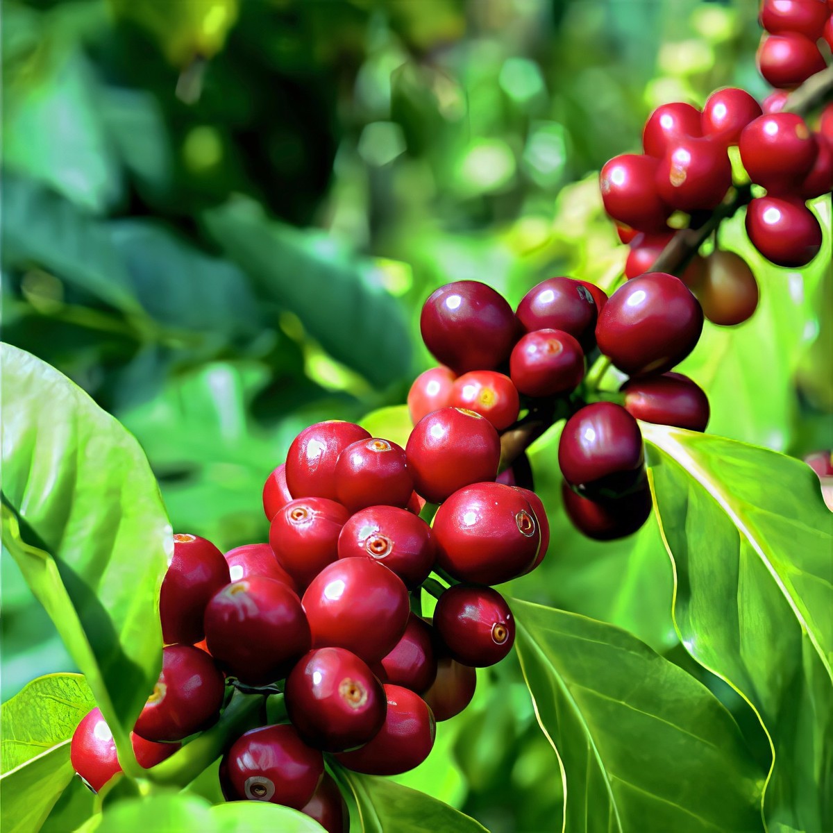 10 Coffea arabica Seeds Tropical EXOTIC Coffee Bean Indoor House