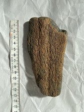 Fossil Miocene Whalebone. UK Find. East Anglia. 