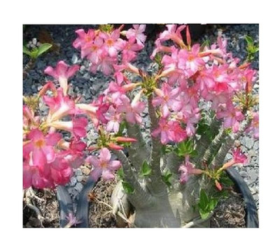 3x Adenium arabicum Pankorn Wüstenrose Garten Pflanzen - Samen B529