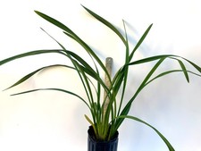 Cymbidium November Child 'Liz' - 3-Bulb Division