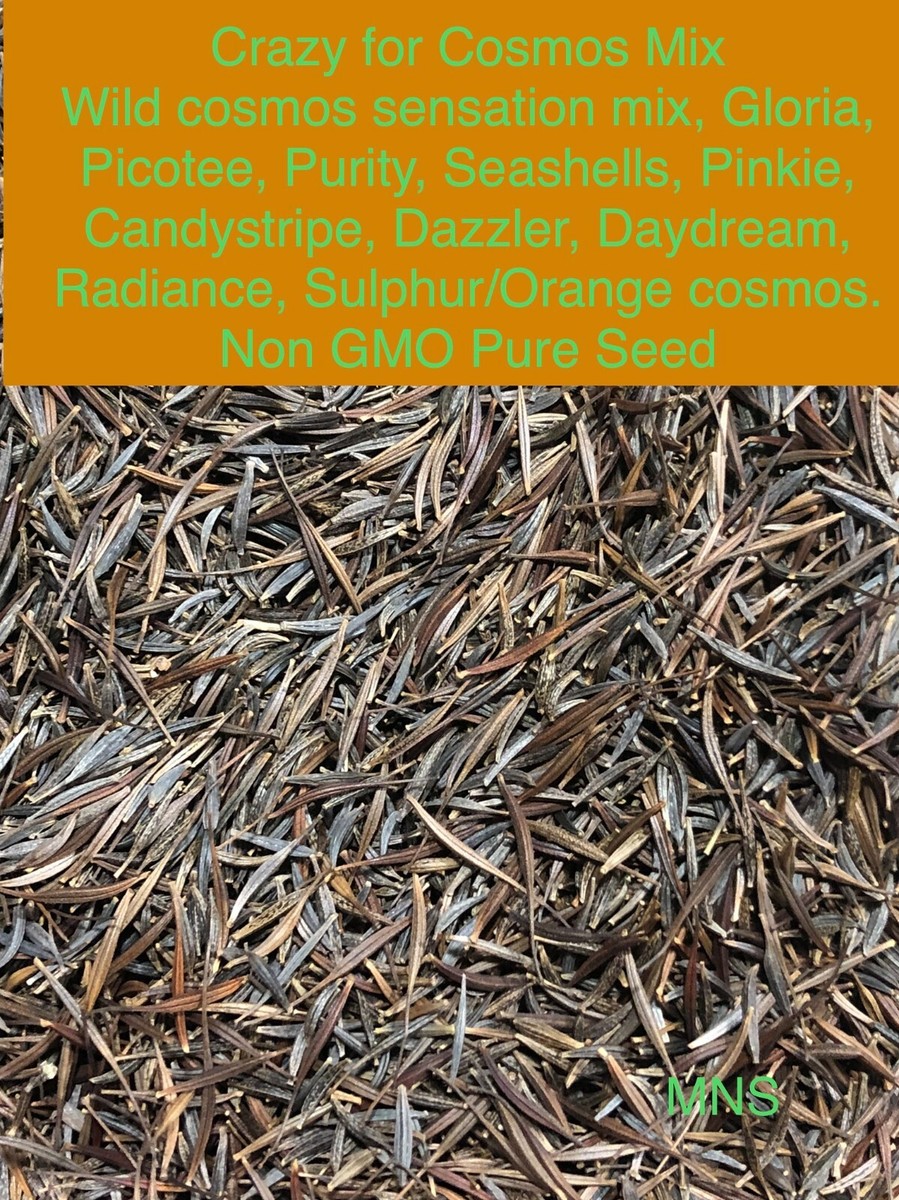 Cosmos CRAZY FOR COSMOS Mix Loves Heat Pollinators Heirloom Non