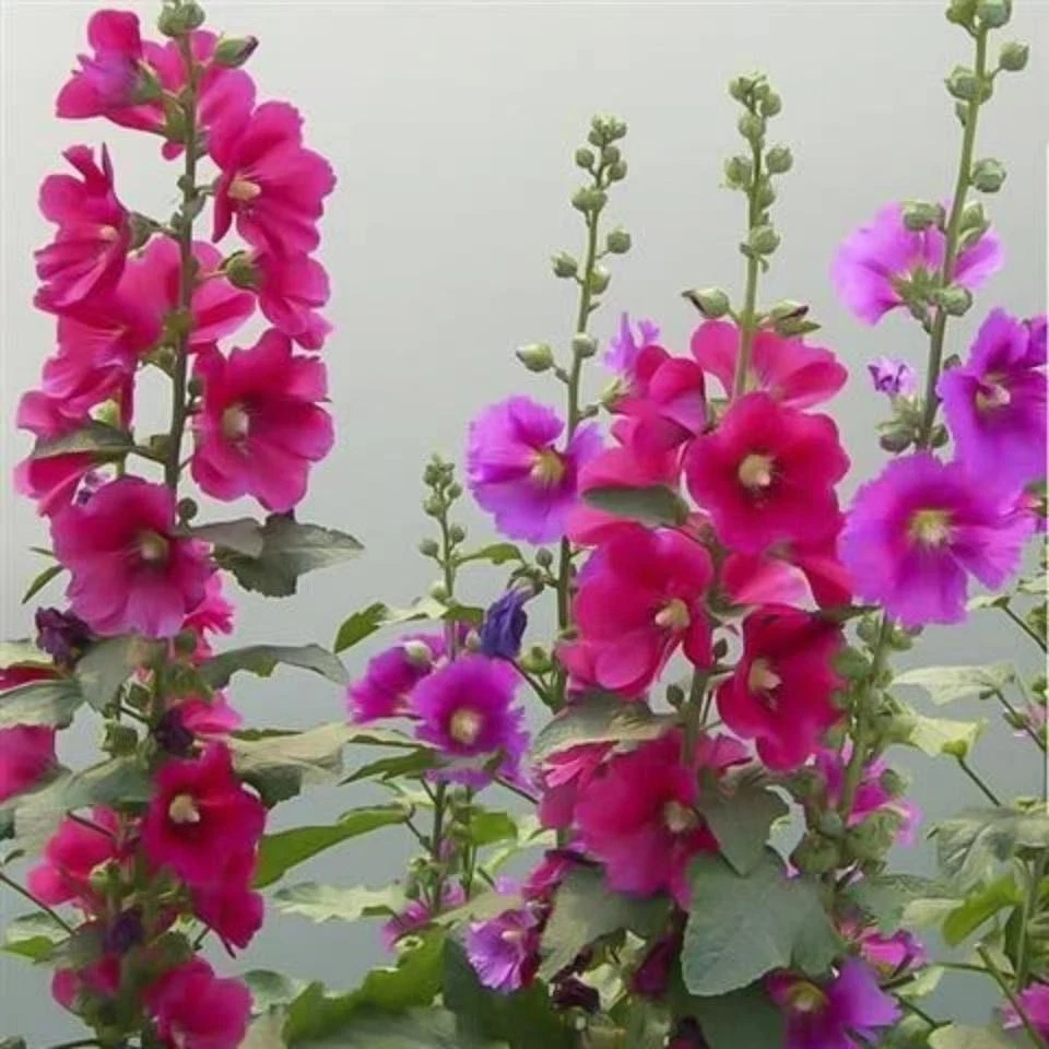 20 EXOTIC RARE HOLLYHOCK SEEDS for garden flower beds plant bush USA SELLER USPS - Image 2 of 4