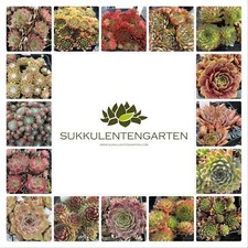 15x Sempervivum Rosetten (Wurzelnackt) in ca. 5 verschiedene Sorten Winterhart
