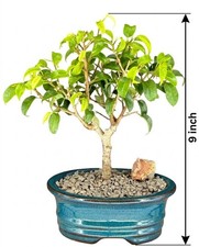 Live Ficus Too Little Bonsai Tree Indoor Plant Miniature 6-Yr Old 9" Potted