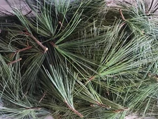 Eastern White Pine Needles Organic Wild Suramin Immune Home Brew 3 oz plus bag