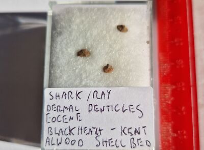 3 Fossil Dermal Denticles - Shark Oder Ray - Blackheath Betten Kent - Eocene