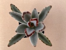 Kalanchoe panda plant Echeveria Live Succulents Plant 2” Fully Rooted