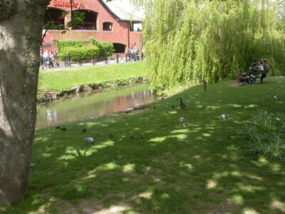 Foto 6x4 Salisbury, Enten Dieser männliche Stockente hat seine Füße voll, monit c2009