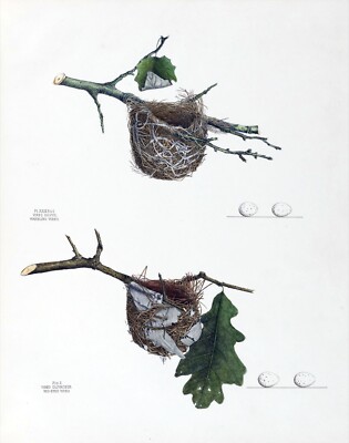 13109.Decoration Poster.Wall Room home art vintage design.Warbler bird nest.Eggs