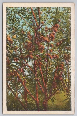 California A Tree Of Fruit Peaches Ripe Harvest Orchard Postcard