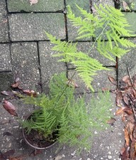Asparagus Fern – Easy Care Houseplant – Fresh & Healthy