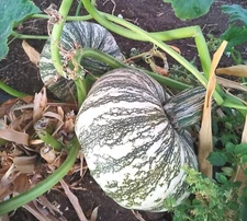 Organic Mexican White Striped Squash 20 Seeds- Calabaza Mexicana, 20 Semillas