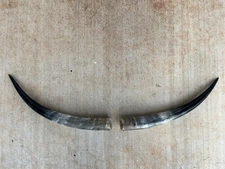 STEER HORNS 18 Inch POLISHED BULL COW (ONE PAIR ONLY) SCRIMSHAW