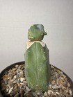 Echinocactus Glaucus Inermis #236 Grafted Rare Live Cactus Plant — photo 4
