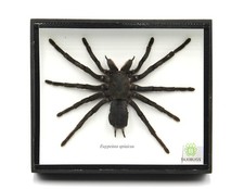 Real Giant Bird Eating Tarantula EURYPEIMA SP...
