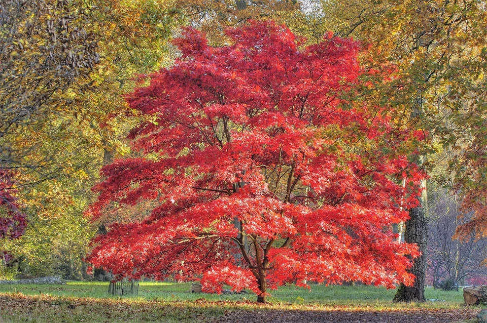 10 RED JAPANESE MAPLE Tree Ornamental Acer Palmatum Seeds - Image 4 of 4