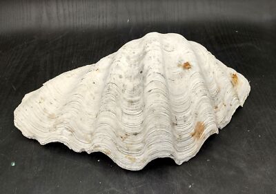 Giant Clam Shell Half Tridacna Gigas 1 half shell approx. 13L x 4H x 6.5D inches
