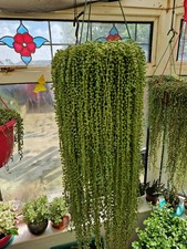 5x 10cm String of Pearls Cuttings Senecio Rowleyanus Succulent House Plant 