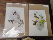 HUMMINGBIRD Sombre (Aphantochroa Cirrhochloris) John Gould 14x10" lote de impresión x2