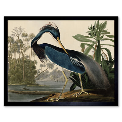 Audubon Birds Louisiana Heron Painting Wall Art Print Framed 12x16 | eBay