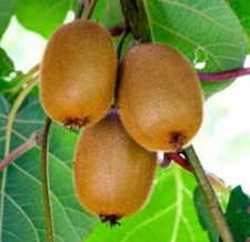 Actinidia chinensis GOLDEN KIWI FRUIT VINE Exotic SEEDS!