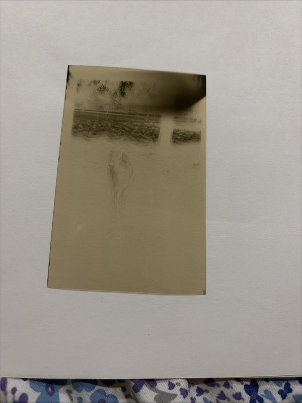 Vintage Photo Negative Of A Deer In The Woods 