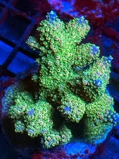 Coral Beauties Aquatics Green Bay Packers SPS