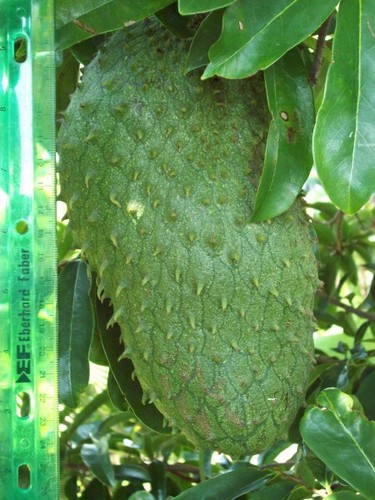 Dwarf Costa Rican Guanabana Soursop Huge Fruit on Small 8-10 Ft Tree!