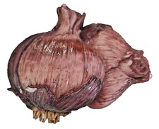 Vintage Purple Onions Refrigerator Magnet - SEE DESCRIPTION 