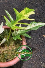 Plant Real Picture Philodendron Florida Beauty x Tortum Variegated Size Medium