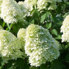 HYDRANGEA PANICULATA LIMELIGHT SHRUB/PLANT  POT 9CM HARDY GREEN WHITE FLOWERS