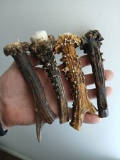 231.KNIFE HANDLE MATERIAL.ROEBUCK  HORN BLANKS.(NATURAL).