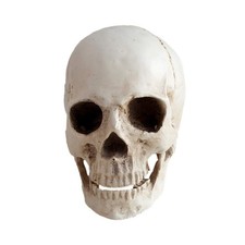 Resin Medical Life Size Replica Realistic Human Skull Head Bone Model, Anatom...
