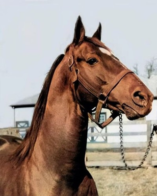 #ad Champion Race Horse MAN O WAR 8quot; x 10quot; Photo Print $7.25