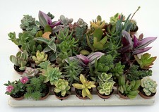 Set N. 46 piante grasse in vaso diametro cm . 3,5 , tutte senza spine .