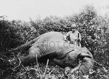 ANTIQUE HUNTING REPRODUCTION 8X10 PHOTOGRAH TEDDY ROOSEVELT ELEPHANT
