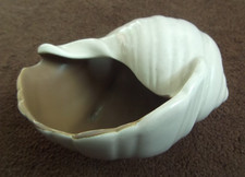 POOLE SHELL  5" (13cm) across EXCELLENT CONDITION