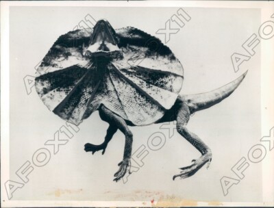 1931 London England Famous Frilled Lizard from Queensland