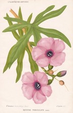 Batatas Paniculata Guatemala Fiore Botanica Stroobant Litho