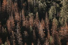 Landscape nature forest far view trees Custom Gaming Mat Desk