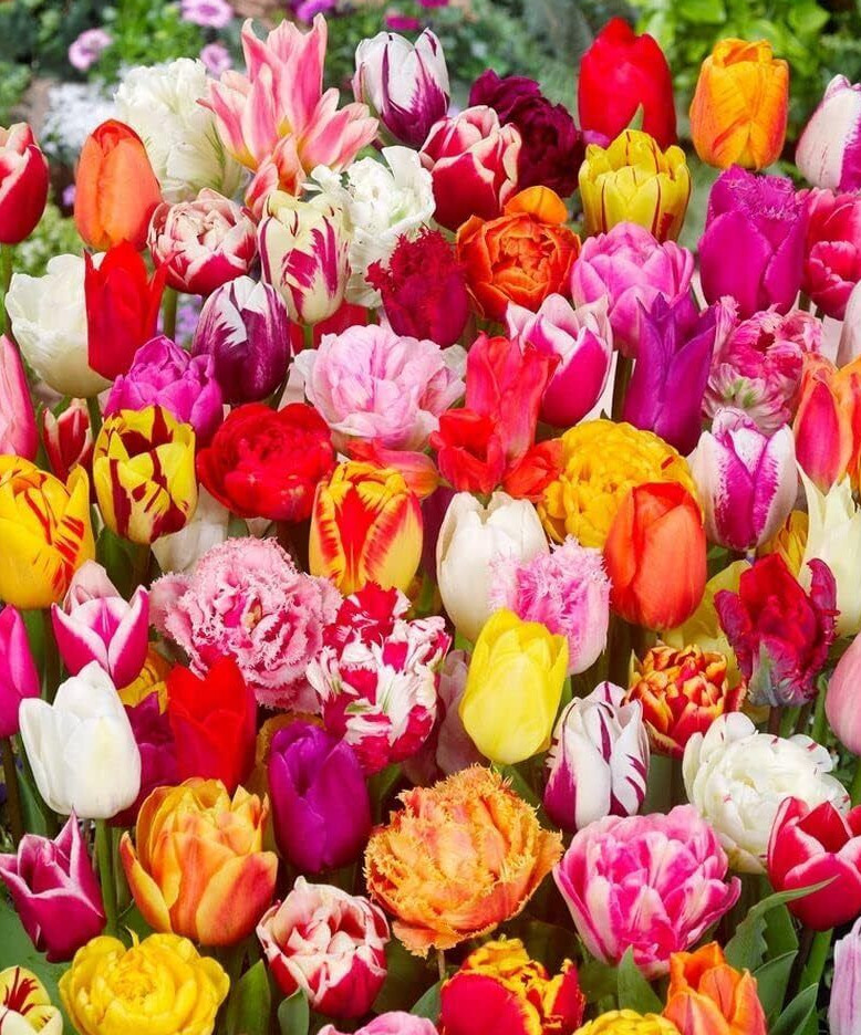 Mezcla de tulipanes premium 100 bulbos de tulipán de diferentes tipos Disponible 9.9.