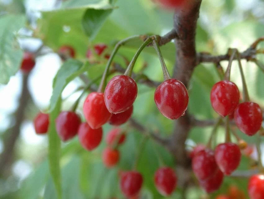 Prunus Cerasoides Puddum 20 Seeds, Wild Himalayan Cherry Fruit Tree, Bonsai - Image 2 of 4