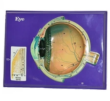 American Educational Products 2640002 3D Eye Model - Blue